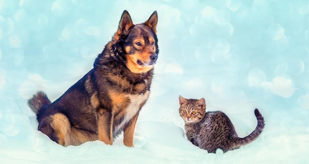 Un chien avec un petit chaton est assis ensemble dans la neige en hiver