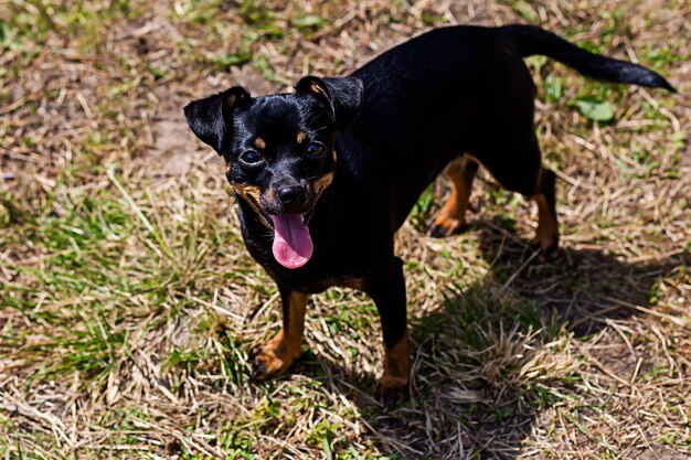 Chien petit et noir avec la bouche ouverte