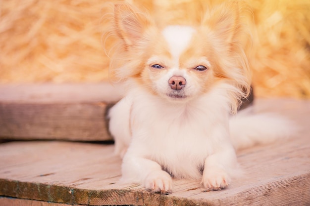 Un chien d'une petite race Un chihuahua à poil long se trouve un jour ensoleillé