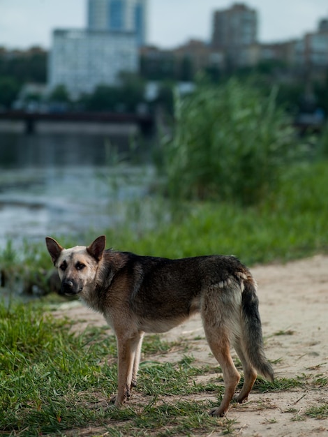 Chien photo debout près de la rivière dans le centre-ville sur fond de ciel