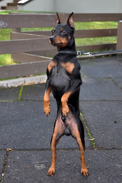 Photo chien pinscher nain aux oreilles coupées