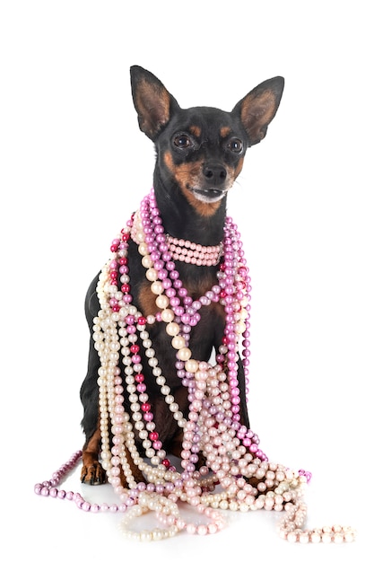 Chien pinscher nain