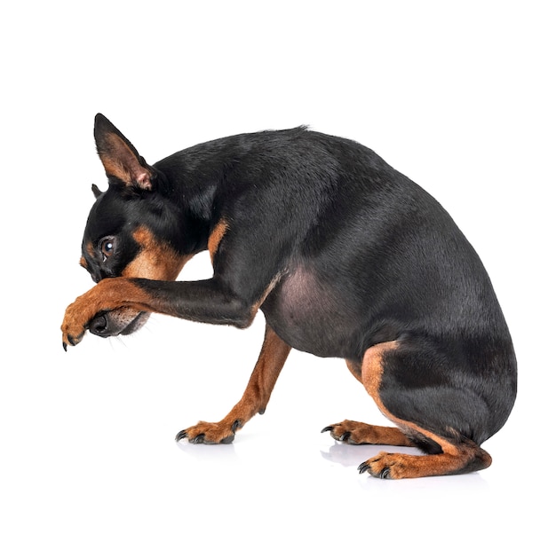 Chien pinscher nain