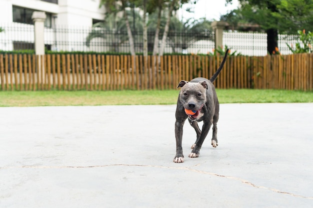 Chien pit-bull buvant de l'eau du robinet et jouant dans le parc par une journée ensoleillée Mise au point sélective