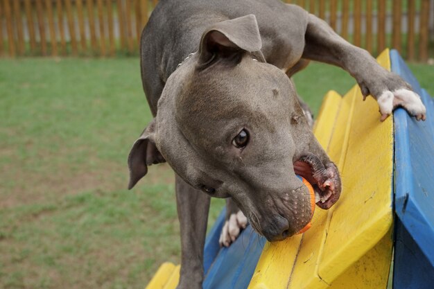 Chien de pit-bull dans le parc. Jouer à attraper le ballon sur la rampe.