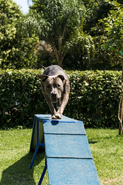 Le chien pit-bull grimpe la rampe tout en pratiquant l'agilité et en jouant dans le parc à chiens. Espace pour chien avec des jouets de type rampe et des pneus pour qu'il puisse faire de l'exercice.