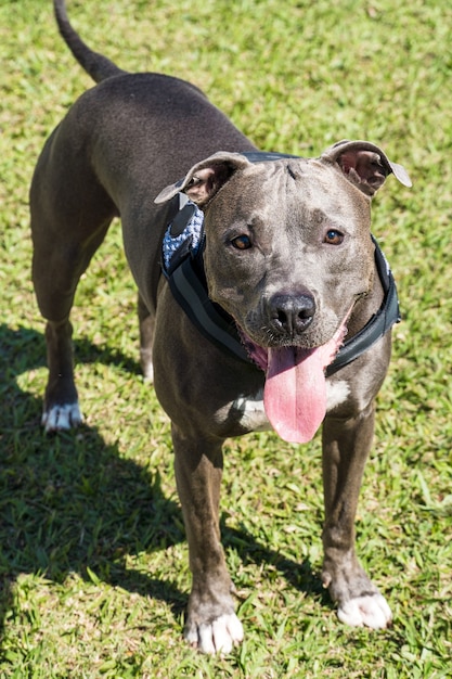 Chien pit-bull jouant dans le jardin de la maison. Courir et attraper le ballon. Journée ensoleillée.