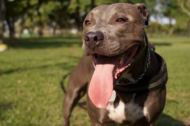 chien pit-bull jouant dans le parc au coucher du soleil journée ensoleillée et campagne ouverte avec beaucoup de nature