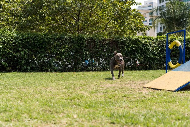 Chien pit-bull jouant dans le parc. Endroit pour chien avec des jouets comme une rampe, un pneu et des obstacles pour qu'il puisse faire de l'exercice.