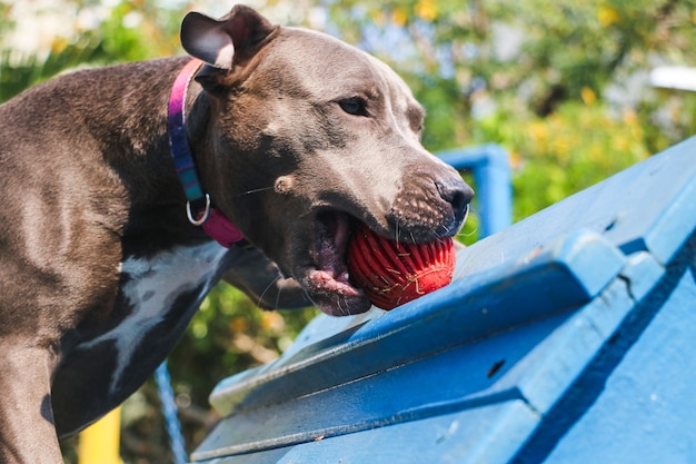 Chien Pit Bull jouant dans le parc et grimpant sur la rampe. Mise au point sélective.