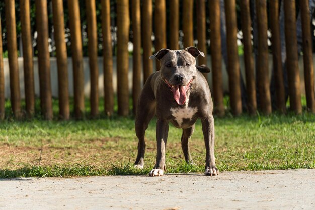 Chien pit-bull jouant dans le parc Herbe verte et piquets en bois tout autour Coucher de soleil Nez bleu Mise au point sélective