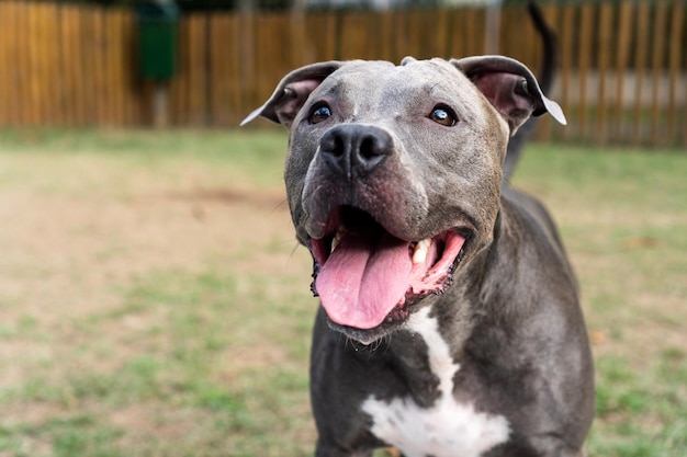 Chien pit-bull jouant dans le parc Herbe verte et piquets en bois tout autour Mise au point sélective