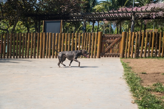 Chien pit-bull jouant dans le parc. Herbe verte, sol en terre battue et piquets en bois tout autour. Mise au point sélective.