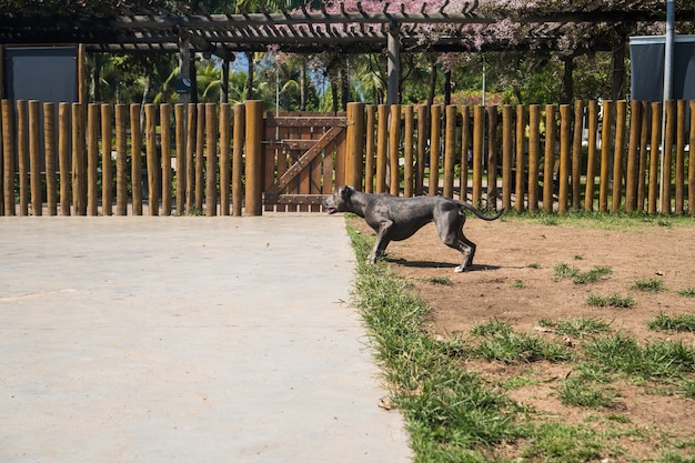 Chien pit-bull jouant dans le parc. Herbe verte, sol en terre battue et piquets en bois tout autour. Mise au point sélective.