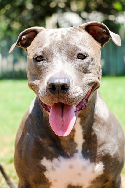 Chien pit-bull jouant dans le parc. Herbe verte, sol en terre battue et piquets en bois tout autour. Mise au point sélective.