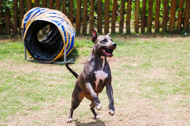 Chien pit-bull jouant dans le parc. Herbe verte, sol en terre battue et piquets en bois tout autour. Mise au point sélective.