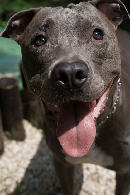 Chien pit-bull jouant dans le parc. Journée ensoleillée