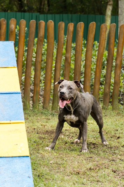 Chien pit-bull jouant dans le parc. Lieu de chien avec de l'herbe verte. Des jouets comme une rampe pour qu'il fasse de l'exercice.