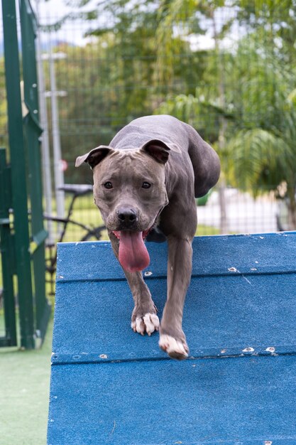 Chien pit-bull jouant dans le parc. Monter la rampe pour faire de l'exercice.