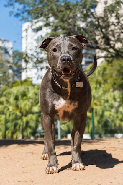 Chien pit-bull jouant dans le parc. Le pitbull profite de la journée ensoleillée pour s'amuser.