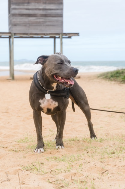 Chien Pit Bull jouant sur la plage, profitant de la mer et du sable. Journée ensoleillée. Mise au point sélective.