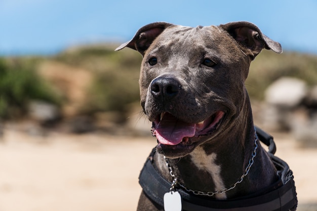 Chien Pit Bull Jouant Sur La Plage, Profitant De La Mer Et Du Sable. Journée Ensoleillée. Mise Au Point Sélective.