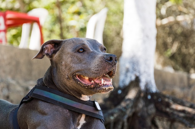 Chien Pit Bull jouant sur la plage, profitant de la mer et du sable. Journée ensoleillée. Mise au point sélective.