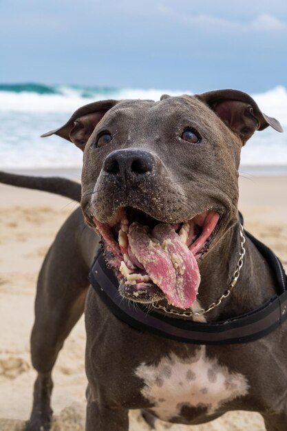 Chien Pit Bull jouant sur la plage S'amuser avec le ballon et creuser un trou dans le sable Journée partiellement nuageuse Mise au point sélective