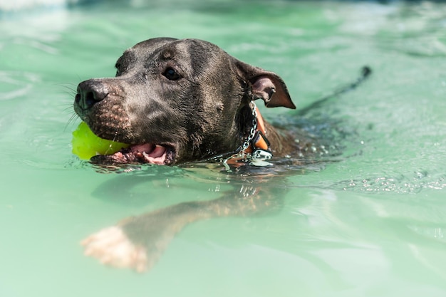 Chien pit-bull nageant dans la piscine du parc Journée ensoleillée