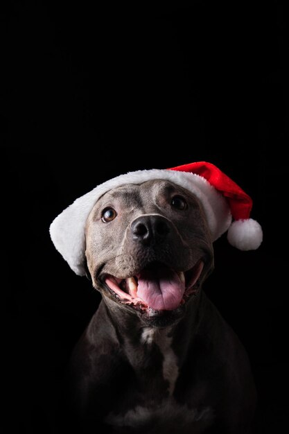Chien pit-bull nez bleu avec chapeau de père Noël rouge Isolé sur fond noir pour Noël Faible lumière En attendant l'arrivée du Père Noël Mise au point sélective