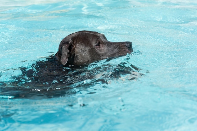 Chien pit-bull nez bleu nageant dans la piscine Chien joue avec le ballon tout en faisant de l'exercice et en s'amusant journée ensoleillée