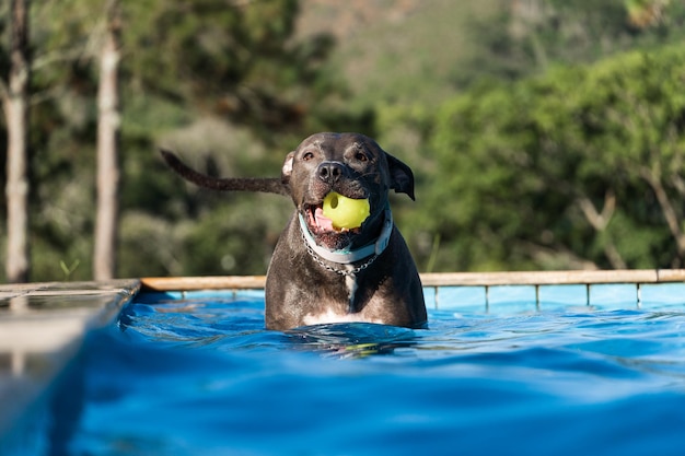 Chien pit-bull nez bleu nageant dans la piscine Chien joue avec le ballon tout en faisant de l'exercice et en s'amusant journée ensoleillée