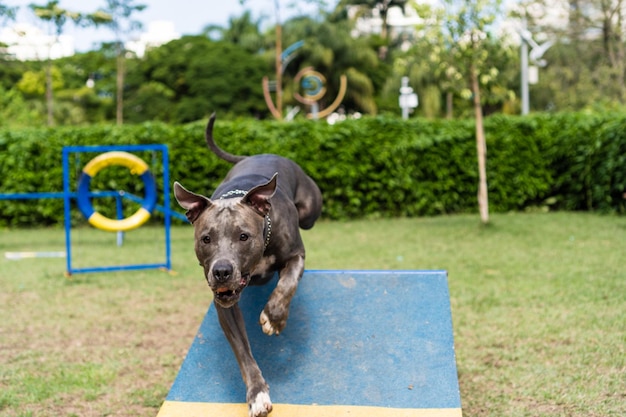 Chien pit-bull sautant les obstacles tout en pratiquant l'agilité et en jouant dans le parc à chiens Place pour chien avec des jouets comme une rampe et un pneu pour qu'il puisse faire de l'exercice