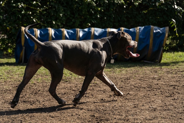 Chien pit-bull sautant les obstacles tout en pratiquant l'agilité et en jouant dans le parc à chiens Place pour chien avec des jouets comme une rampe et un pneu pour qu'il puisse faire de l'exercice