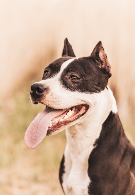 Chien pit-bull se promène en été dans la nature