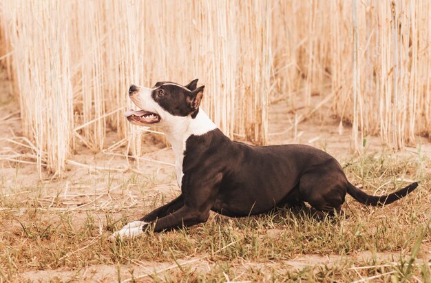 Chien pit-bull se promène en été dans la nature