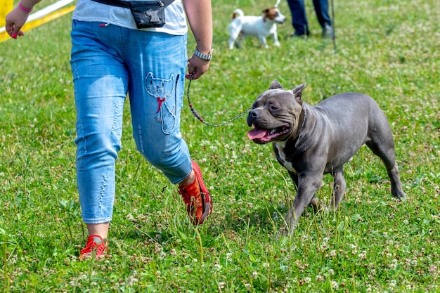 Photo chien pit-bull terrier près d'une femme en jeans en marchant dans le parc. un chien heureux court avec sa maîtresse