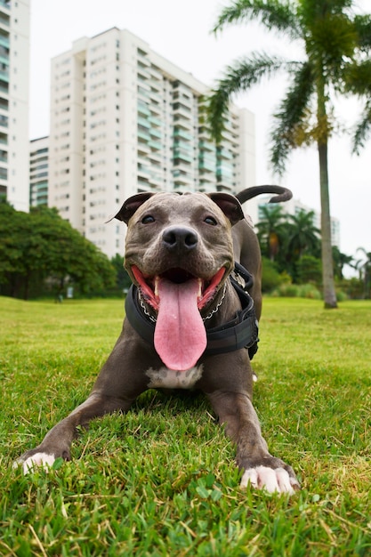 Chien Pitbull allongé sur l'herbe dans le parc tout en se reposant.