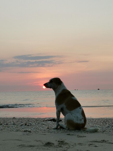 Un chien sur la plage au lever du soleil