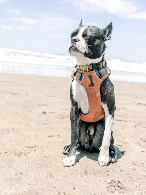 Chien sur la plage contre le ciel