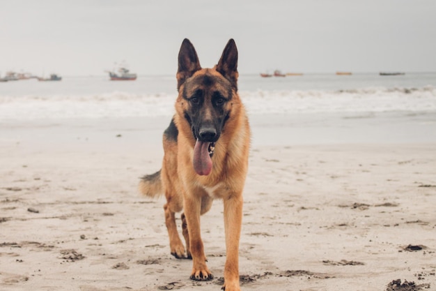 Un chien sur la plage contre le ciel