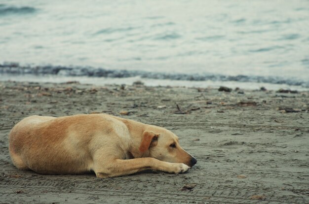 Chien sur la plage, heure d'été