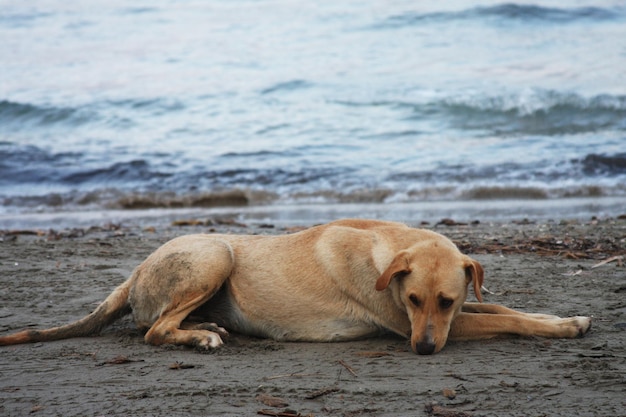 Chien sur la plage l'heure d'été