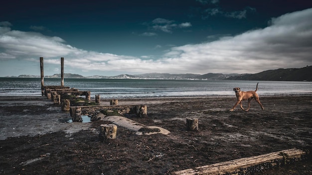 Photo un chien sur la plage de petone