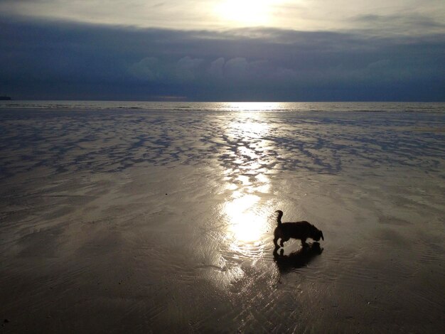 Le chien sur la plage de Tramore, en Irlande