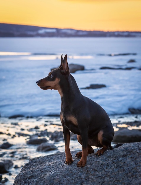 Photo un chien sur la plage