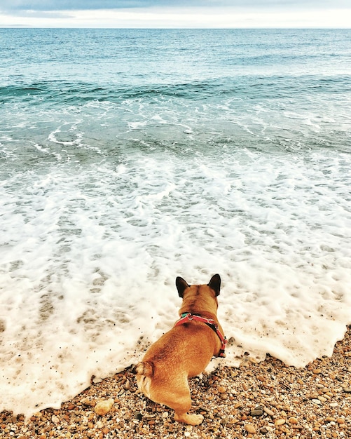 Photo un chien sur la plage