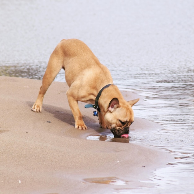 Photo un chien sur la plage