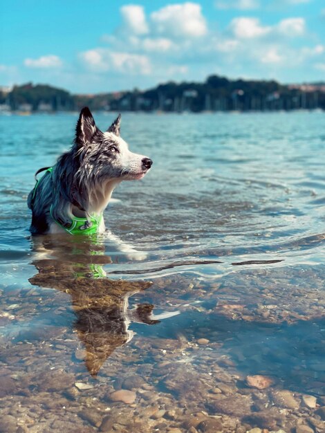 Photo un chien sur la plage