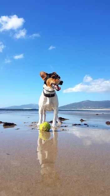 Un chien sur la plage